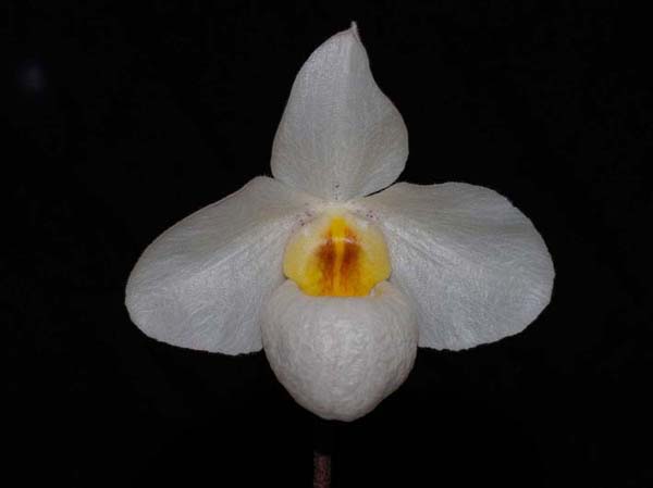 SEEDLING Paph Armeni White .......... Grown by Max & Ellen Hume