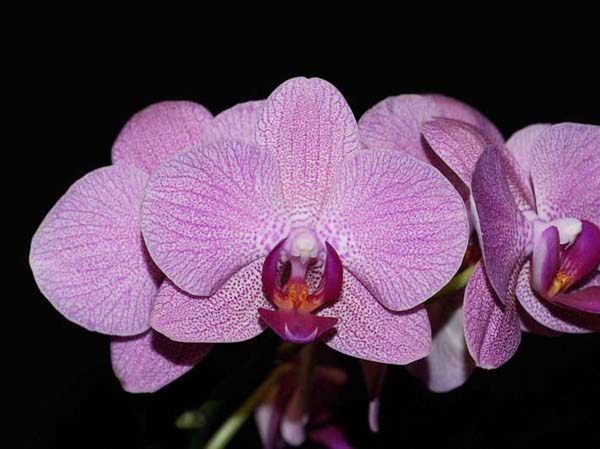 SECOND DIVISION:  Phal Unknown .......... Grown by Joe & Denise Cassar