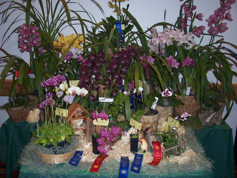 Andrew Bird tabletop display