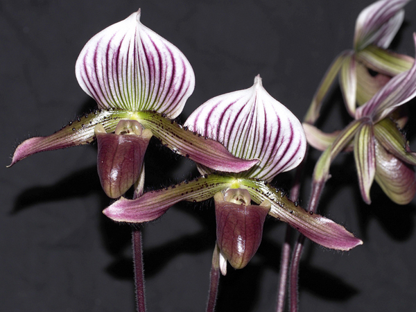 OPEN DIVISION:  Paph Pop Monkhouse West Richmond ..........Grown by John Seidel