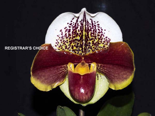 OPEN DIVISION:  Paph Winston Churchill Indomintable .......... Grown by John Seidel