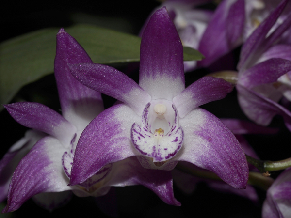 SECOND DIVISION:  Dendrobium Unknown .......... Grown by Barbara Semmens