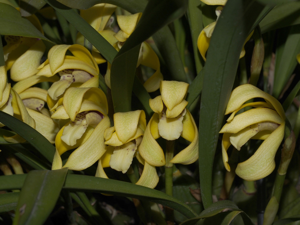 FIRST DIVISION:  Maxillaria Brasiliorchis .......... Grown by Eileen Pinnock