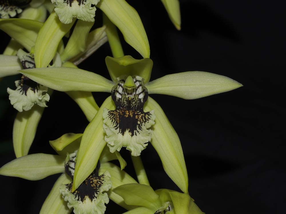 SECOND DIVISION:  Coelogyne pandurata.......... Grown by Andrew Bird