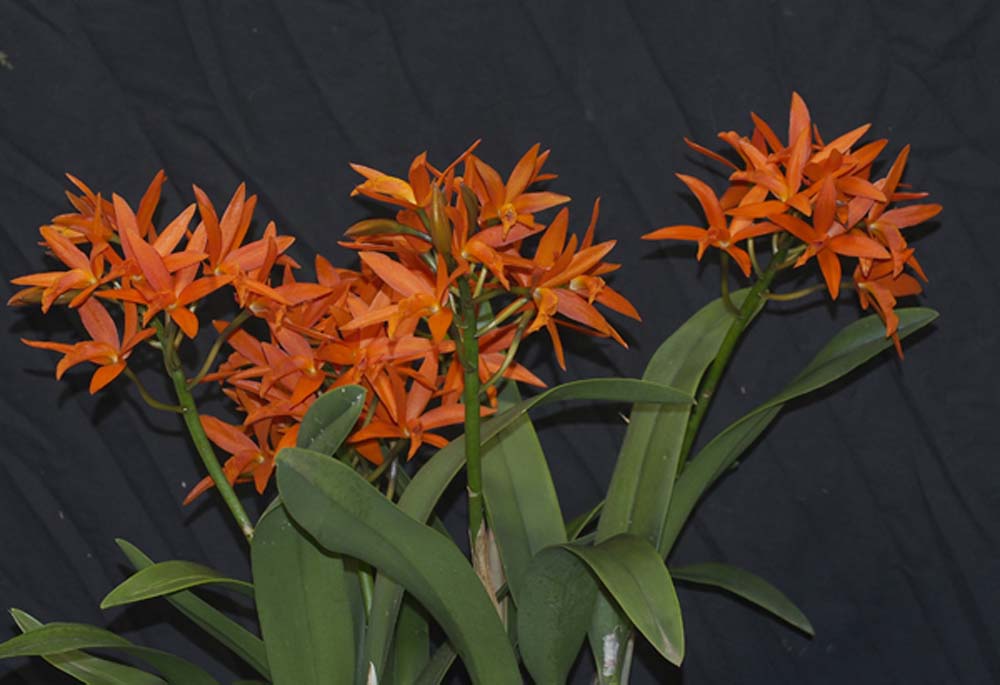 FIRST DIVISION:  Ctt Trick or Treat ..........Grown by N & V Cooper