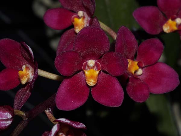 FIRST DIVISION:  Sarc Tin Yin x Velvet  ..........  Grown by Vicky and Neil Cooper