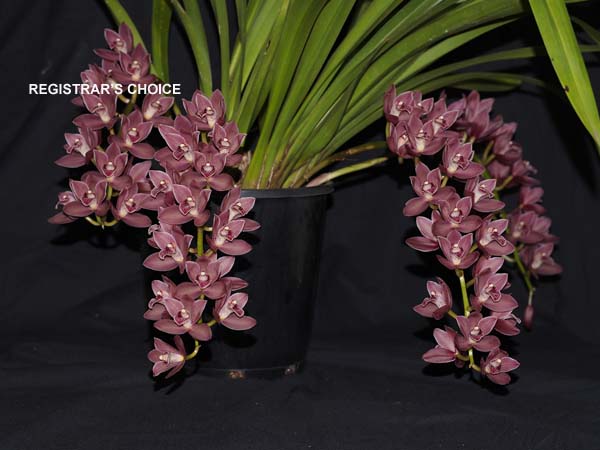 FIRST DIVISION:  Cym Phar Lap Geyserland  ..........  Grown by Trevor Hutchinson