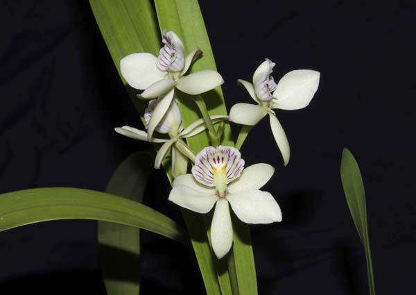 SECOND DIVISION:  Prosthechea radiata  ..........  Grown by Rayne Riggs