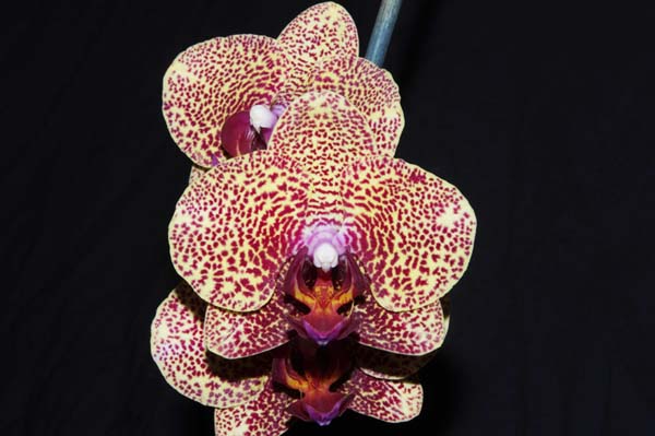 FIRST DIVISION:  Phalaenopsis Panther  ..........  Grown by A Drew