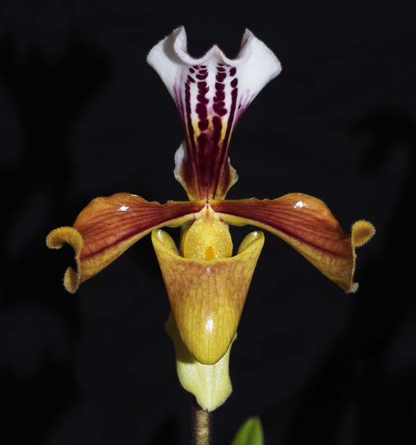 OPEN DIVISION:  Paph graxtixium .......... Grown by John Seidle