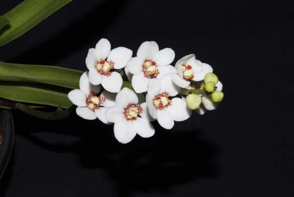 FIRST DIVISION:  Sarc hartmanii Boom Ba  ..........  Grown by T Hutchison