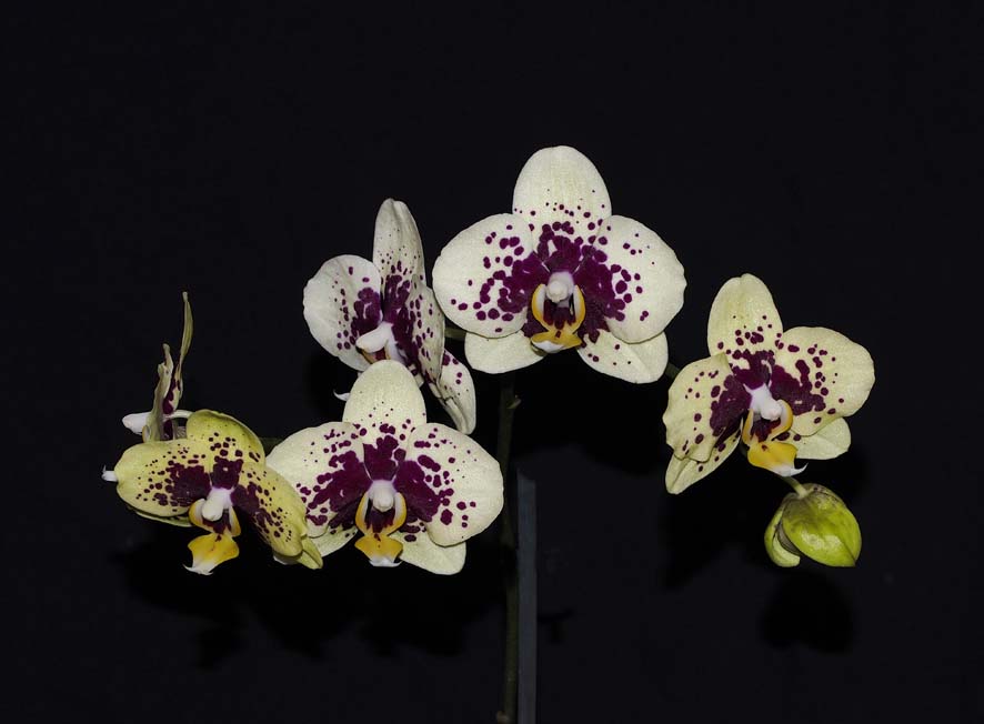 FIRST DIVISION:  Phal Nemo .......... Grown by Anton Drew