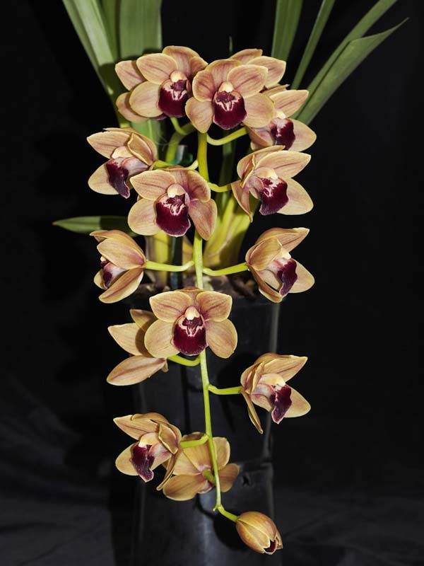 SEEDLING:  Cym Devon Shell x Mem Amelia Earhart .......... Grown by M Willoughly and Oui Ju