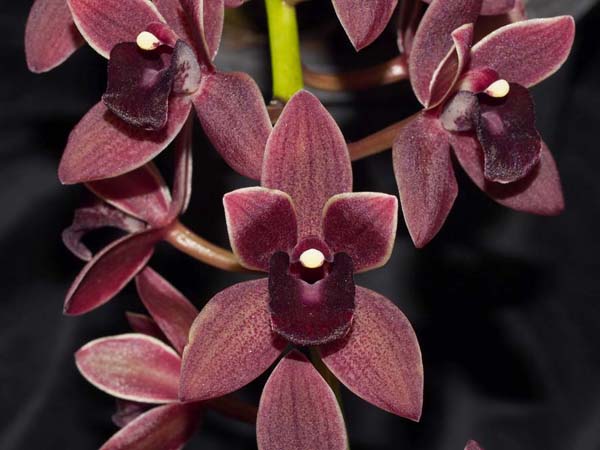 FIRST DIVISION:  Cym Dorothy Stockstill Forbidden Fruit ..........Grown by P and A Steer