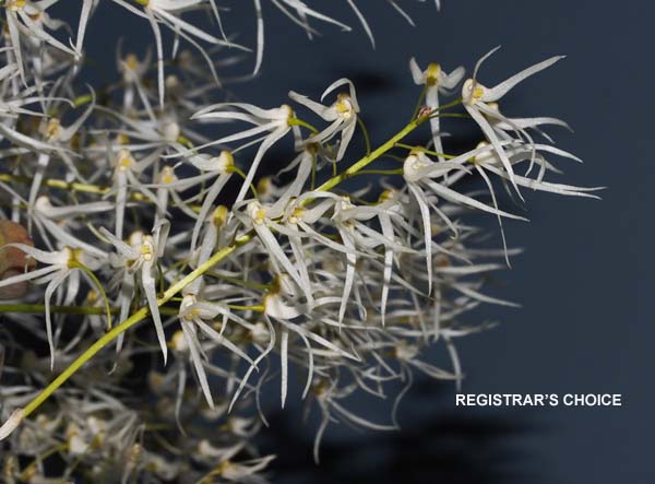 OPEN DIVISION:  Den linguiforme .......... Grown by Michael Willoughby and Oui Ju