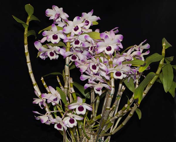 SECOND DIVISION:  Den nobile .......... Grown by J and D Cassar