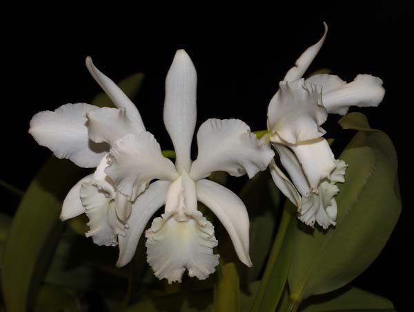 SECOND DIVISION:  C Louise Georgianna .......... Grown by Diana Bird