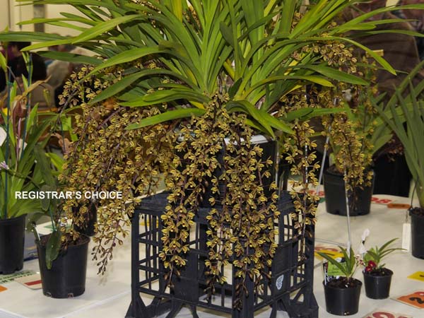OPEN DIVISION:  Cym Kuranda Arthur Dawson .......... Grown by Michael Willoughby and Oui Ju