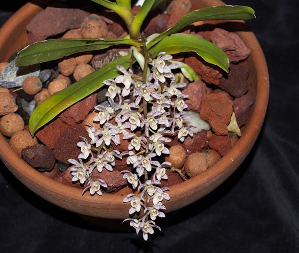 SEEDLING:  Peristerchilus Olive Grace Karen .......... Grown by Ellen and Max Hume