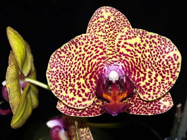 FIRST DIVISION:  Phal Panther .......... Grown by Anton Drew