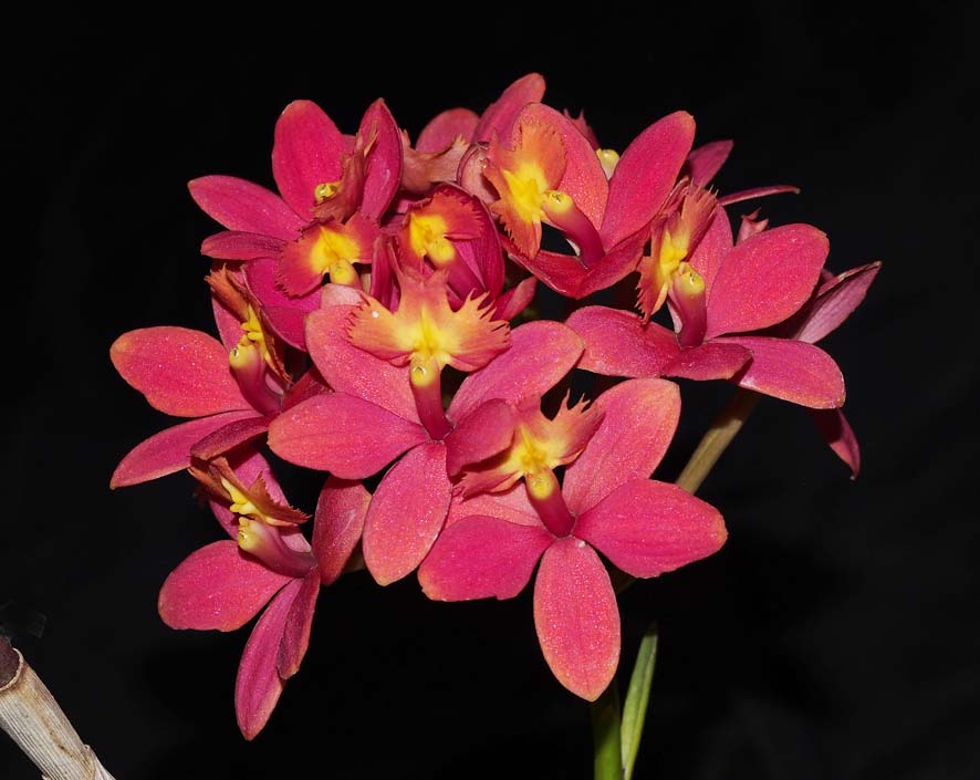 SECOND DIVISION:  Epi Pacific Rumours .......... Grown by Peter and Helen Haltis