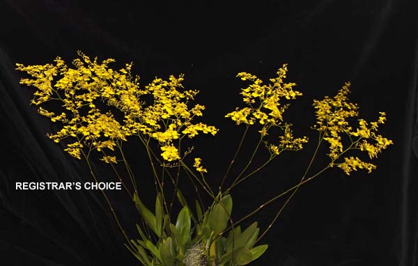 OPEN DIVISION: Gom flexuosa .......... Grown by M Willoughby and Oui Ju