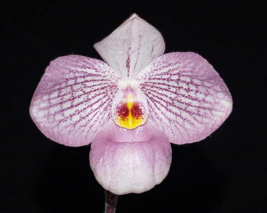 SEEDLING:  Paph Magic Lantern .......... Grown by M Willoughby and Oui Ju