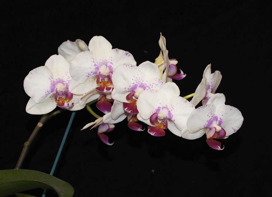 FIRST DIVISION:  Phal Prima Piano .......... Grown by Phil and Anne Steer