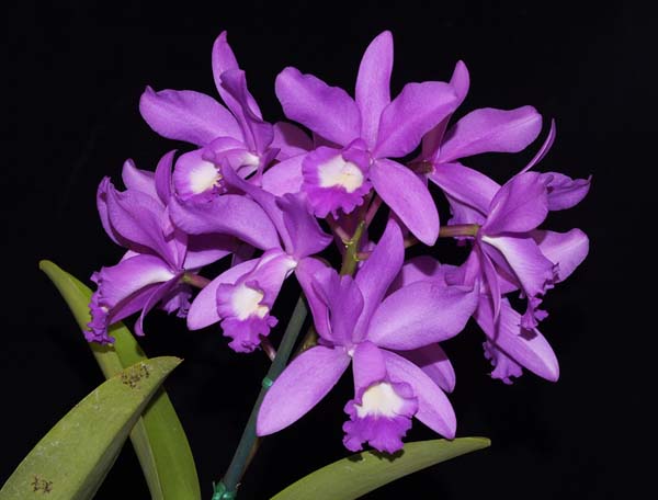 SECOND DIVISION:  C Kew  ..........  Grown by J and D Cassar
