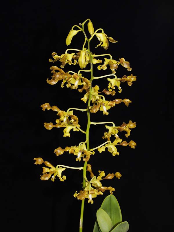 SEEDLING:  Den Alices Jeff Bloxsum  ..........  Grown by Michael Willoughby and Oui Ju