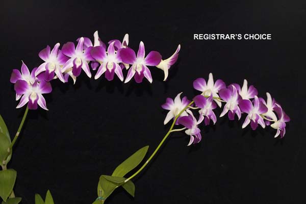 OPEN DIVISION:  D Sonia Earsakul .......... Grown by Michael Willoughby and Oui Ju