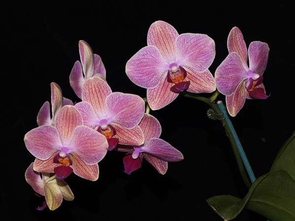 FIRST DIVISION:  Phal Happy Carol  ..........  Grown by Anne and Phil Steer