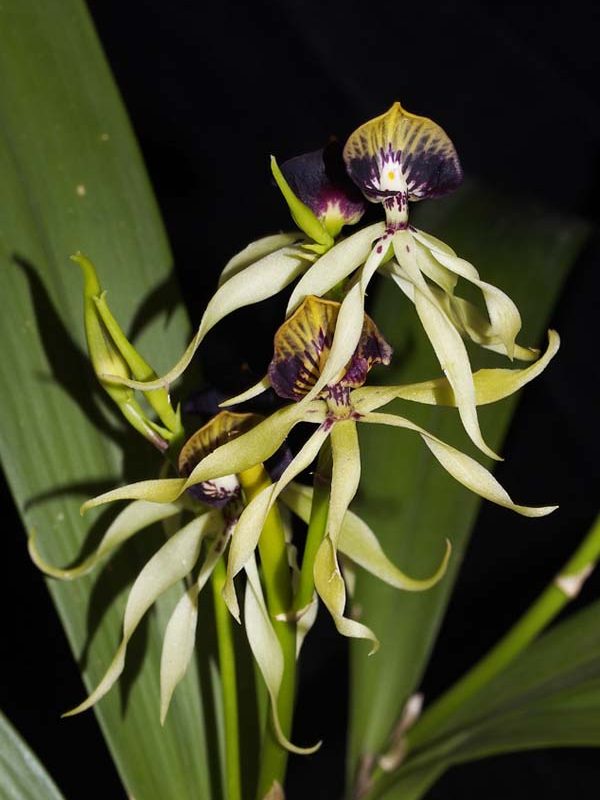 SECOND DIVISION:  Pros cochleata  ..........  Grown by Saka Laznicka