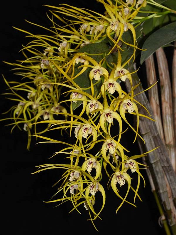 SECOND DIVISION: Den Hilda Poxon .......... Grown by Peter and Helen Haltis