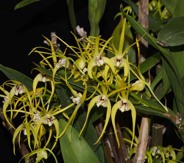 OPEN DIVISION: Den Hilda Poxon .......... Grown by Michael Willoughby and Oui Ju