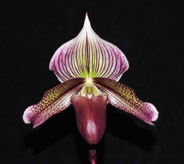 SEEDLING: Paph superbiens x Hung Sheng-Bay .......... Grown by John Seidel