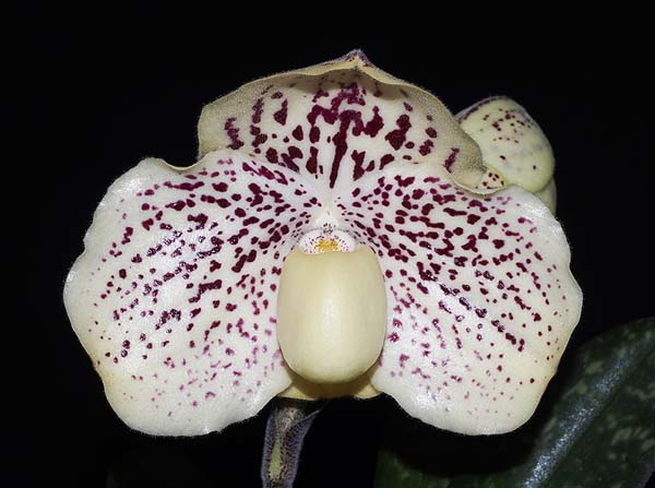 SECOND DIVISION:  Paph goderfroyae Vincent Vista  ..........Grown by M Willoughby and O Ju