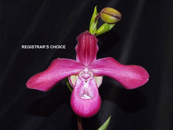 OPEN DIVISION: Phrag Acker Beauty  ..........  Grown by D & J Higgs