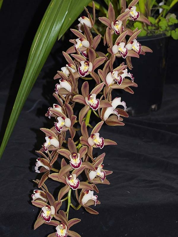 SECOND DIVISION:  Cym Crackerjack s  ..........  Grown by R Edwards