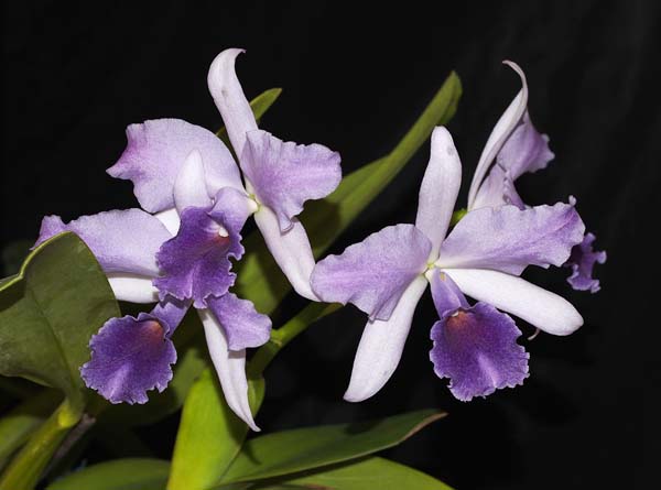 FIRST DIVISION:  Lc Mary Elizabeth Bohn Royal Flare  ..........  Grown by J and D Cassar