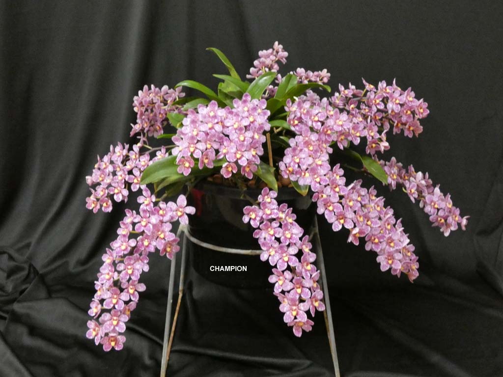 OPEN DIVISION:  CHAMPION - Sarco-Burgundy-on-Ice-Australia  ..........  Grown by M Willoughby and O Ju