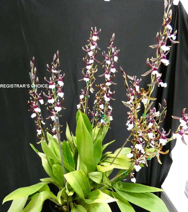 OPEN DIVISION:  Alcra Samurai  ..........  Grown by M Willoughby and O Ju