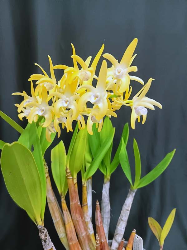 SECOND DIVISION:  Den speciosum x falcorostrum  ..........  Grown by R Edwards