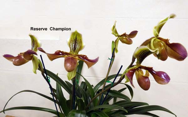 OPEN DIVISION:  Paph Chouvettii  ..........  Grown by J and D Higgs