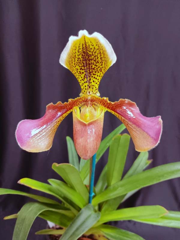 FIRST DIVISION:  Paph Chouvettii Van Dyke  ..........  Grown by D and J Cassar