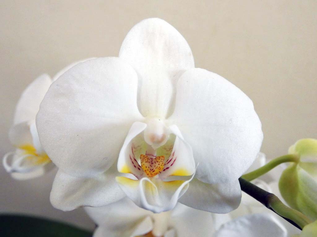 SECOND DIVISION:  Paph Unknown  ..........  Grown by D Bird