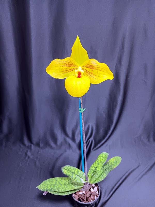 SEEDLING:  Paph. Norito Hasegawa  ..........  Grown by J Seidel