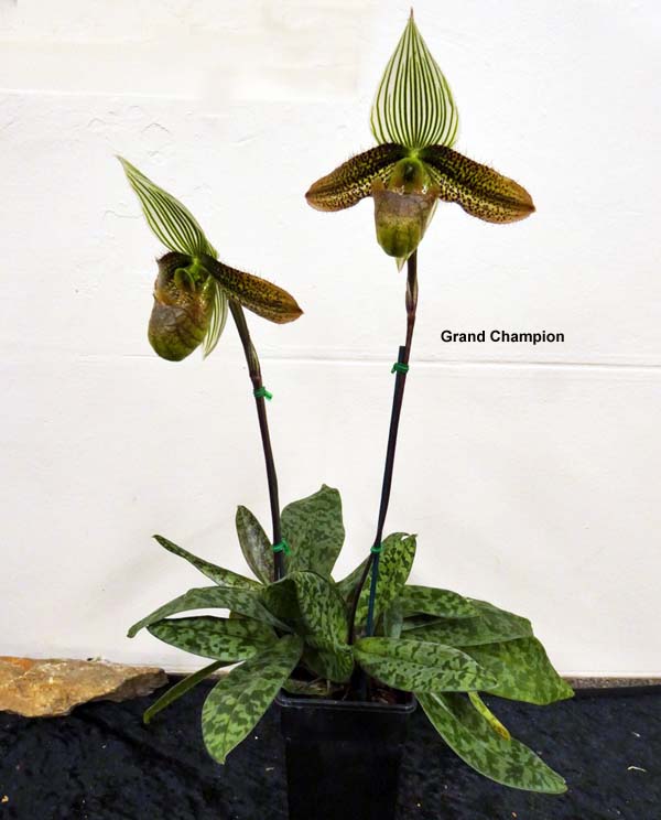 OPEN DIVISION:  Paph Wardii  ..........Grown by M Willoughby and O Ju