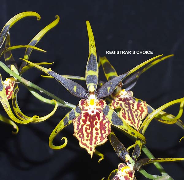 OPEN DIVISION:  Bcd Gilded Tower Mystia Maze  ..........  Grown by J and D Higgs