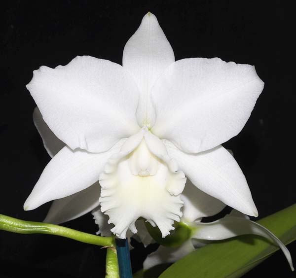 FIRST DIVISION:  C-Hawaiian Wedding Song Virgin  .......... Grown by P and A Steer